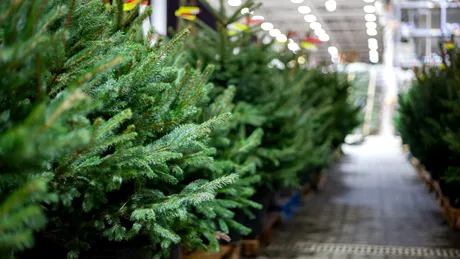 Îngrijirea corectă a bradului în ghiveci. Sfaturi de la specialiști
