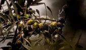 Ceaiul din frunze de măslin, medicament natural pentru imunitate. Ce beneficii are?