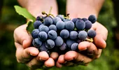 Strugurele, fructul care „vindecă”: de ce să mesteci coaja boabelor