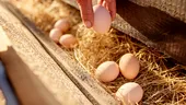 Ouăle de crescătorie: Mai sănătoase sau doar mai scumpe?