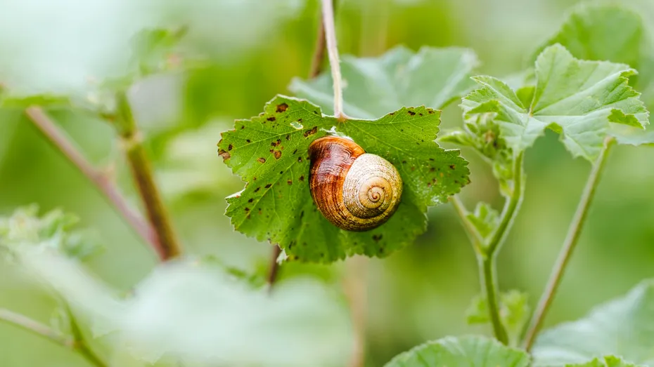 Planta care alungă melcii din grădină! Aroma ei puternică îi ține departe