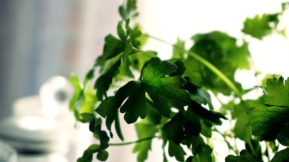 Coriandrul și atuurile pentru sănătate. De ce să-l consumi zilnic?