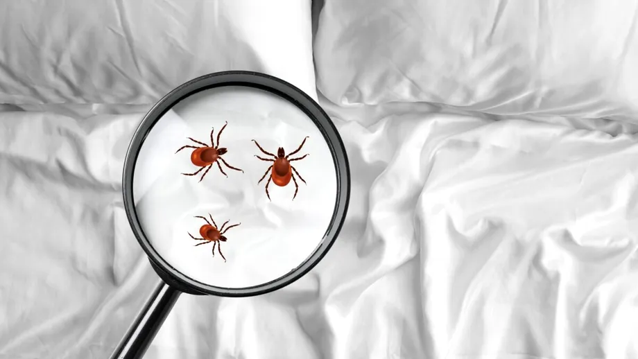 Cum să scapi de plosnițele din lenjeria de pat prin spălare corectă