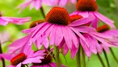 Echinacea: la ce se foloseşte VIDEO by CSID