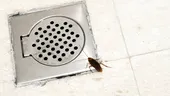 Ce trebuie să faci să nu-ți mai vină gândaci prin scurgerea de la cadă sau duș. Trucuri ieftine care te scapă definitiv de problema gândacilor în baie