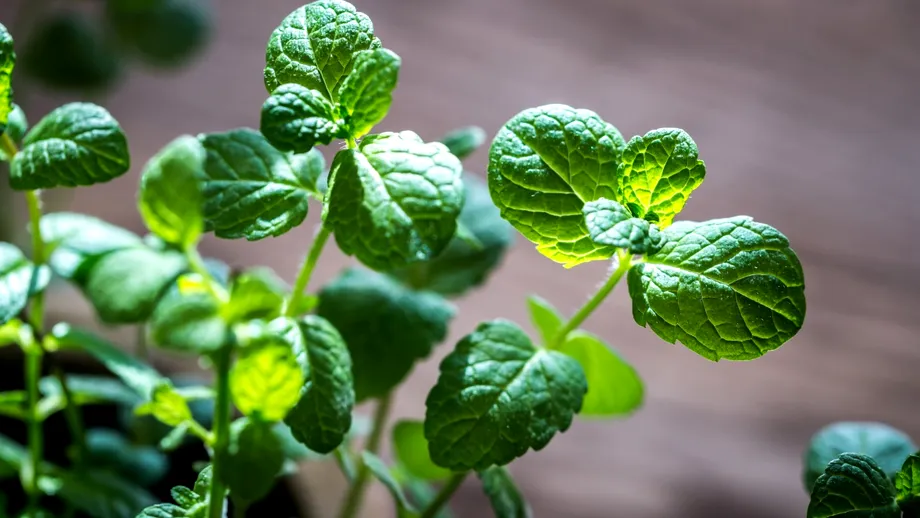 Cum se usucă corect menta pentru a-și păstra aroma și proprietățile