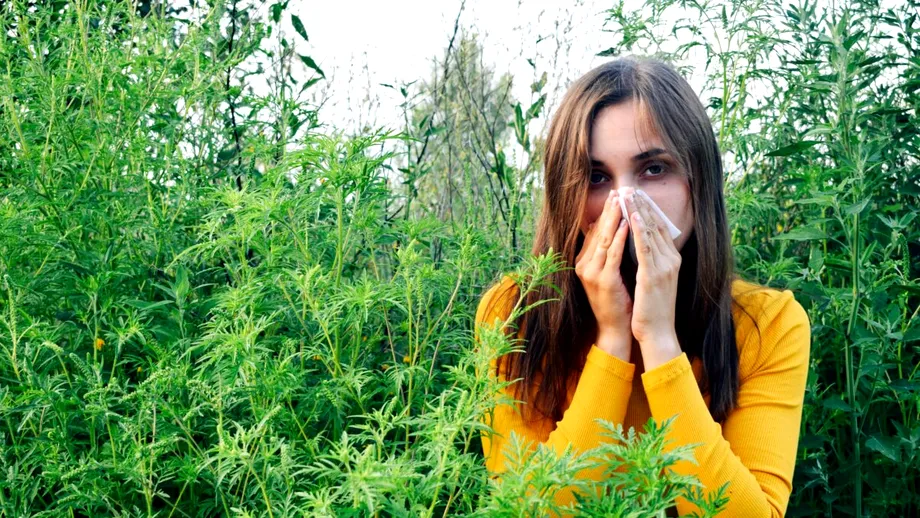 10 simptome de alergie la ambrozie. Cum o deosebești de răceală sau COVID