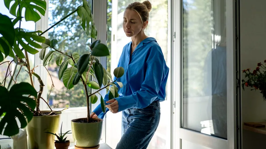 5 plante de apartament pe care nu ar trebui să le scoți pe balcon. Se pot ofili sau chiar arde