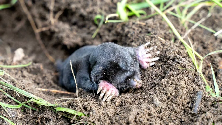 Ce flori trebuie să plantezi în curte să alungi cârtițele. Adio mușuroaie și plante distruse!