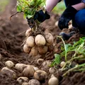 Ce să pui în groapa cartofilor când îi plantezi primăvara! Secretul unei culturi bogate și sănătoase