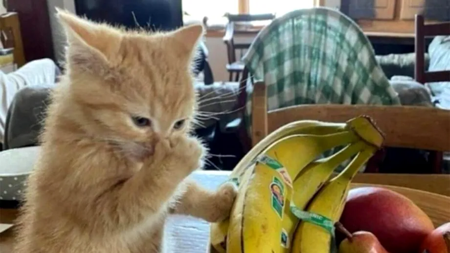 Cele 8 mirosuri pe care orice pisică le detestă: mirosul cafelei, bananelor, oțetului și...