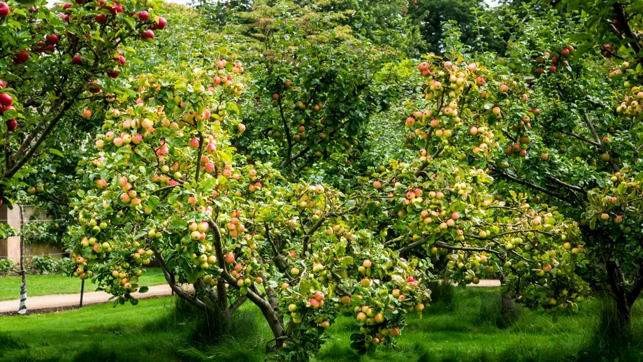 Trucul grădinarilor pricepuți. Ce se pune la rădăcina merilor în noiembrie pentru a-i proteja de dăunători