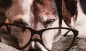 Cum să îngrijeşti un animal de companie bătrân