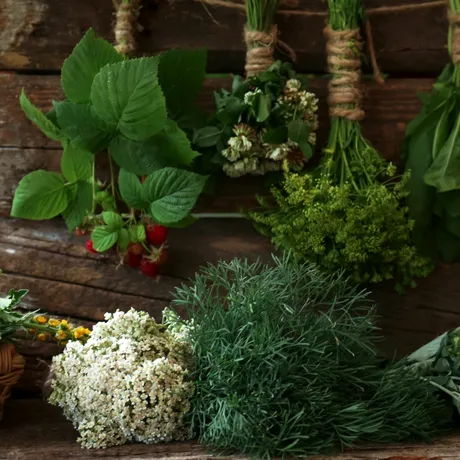Planta amară care îți poate reseta digestia și ficatul. Secretul uitat al unui remediu naturist popular